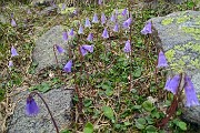 58 Soldanella piccola (Soldanella pusilla)